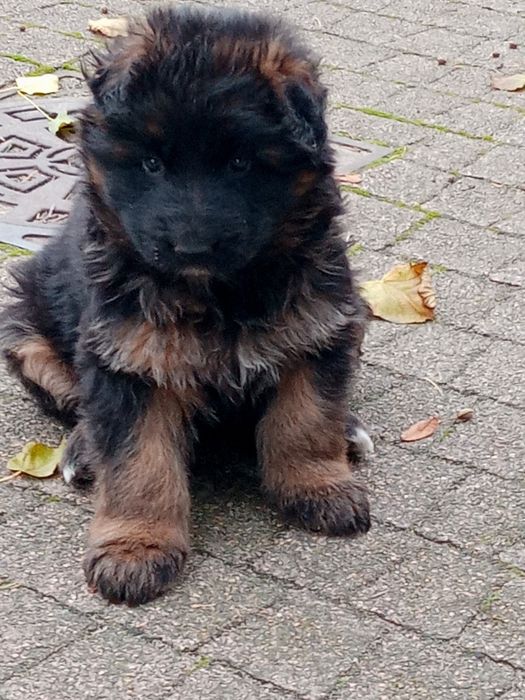 Szczeniak owczarek niemiecki