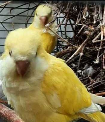 Ручной попугай  редкий желтый окрас- Калита Монах Квакер