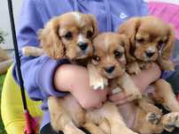 Suczka cavalier King Charles spaniel