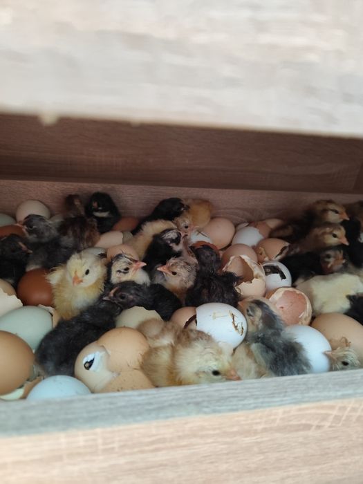 Młode koguty na sprzedaz oraz indyki miesne