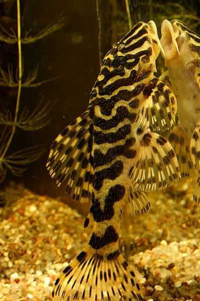 L134 Peckoltia Compta -glonojad -Rarytas -dzika ryba 7-8cm AKWAREKS
