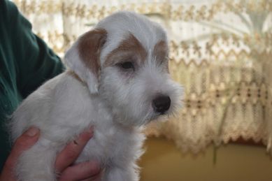 Piękne chłopaki Parson Russell Terrier  na wystawy i dla  rodziny