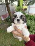 Shih Tzu suczka szczeniak
