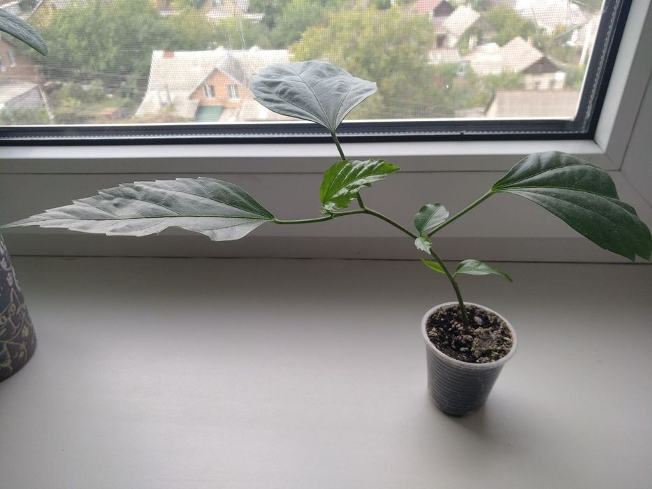 Гибискус el capitolio tequila sunrise