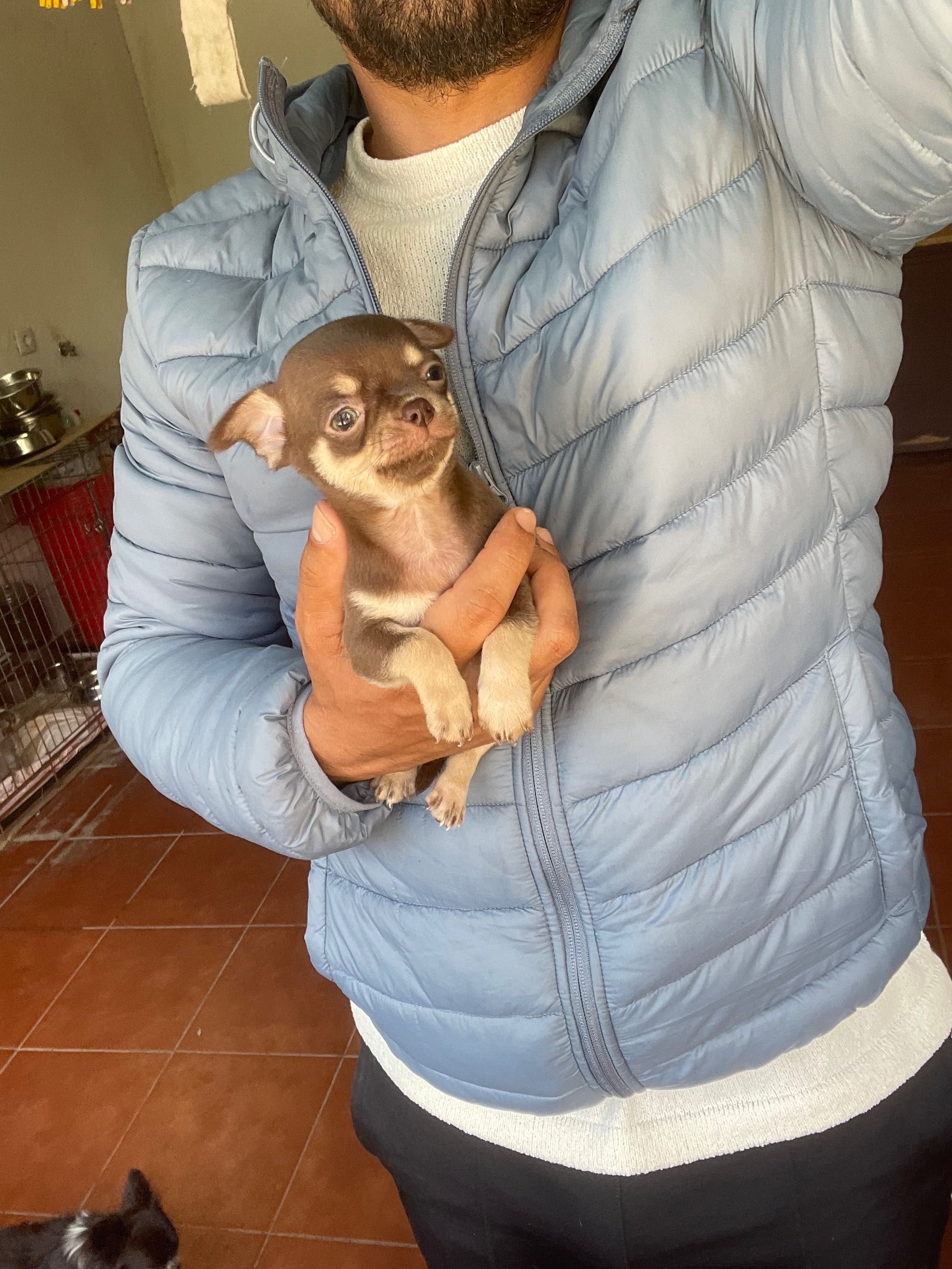 Chihuahua macho miniatura