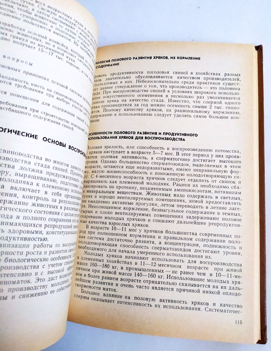 СВИНИНА Технология производства Свиноводство и технология свинины