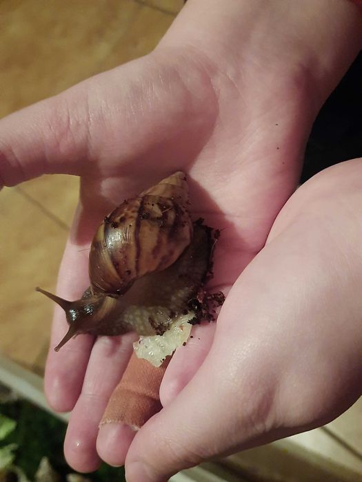 Ślimaki Afrykańskie