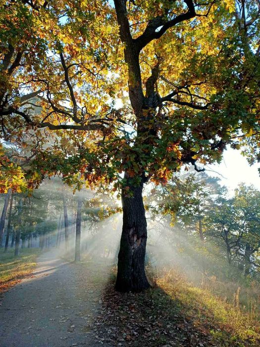 Дачний будинок -затишок і спокій !