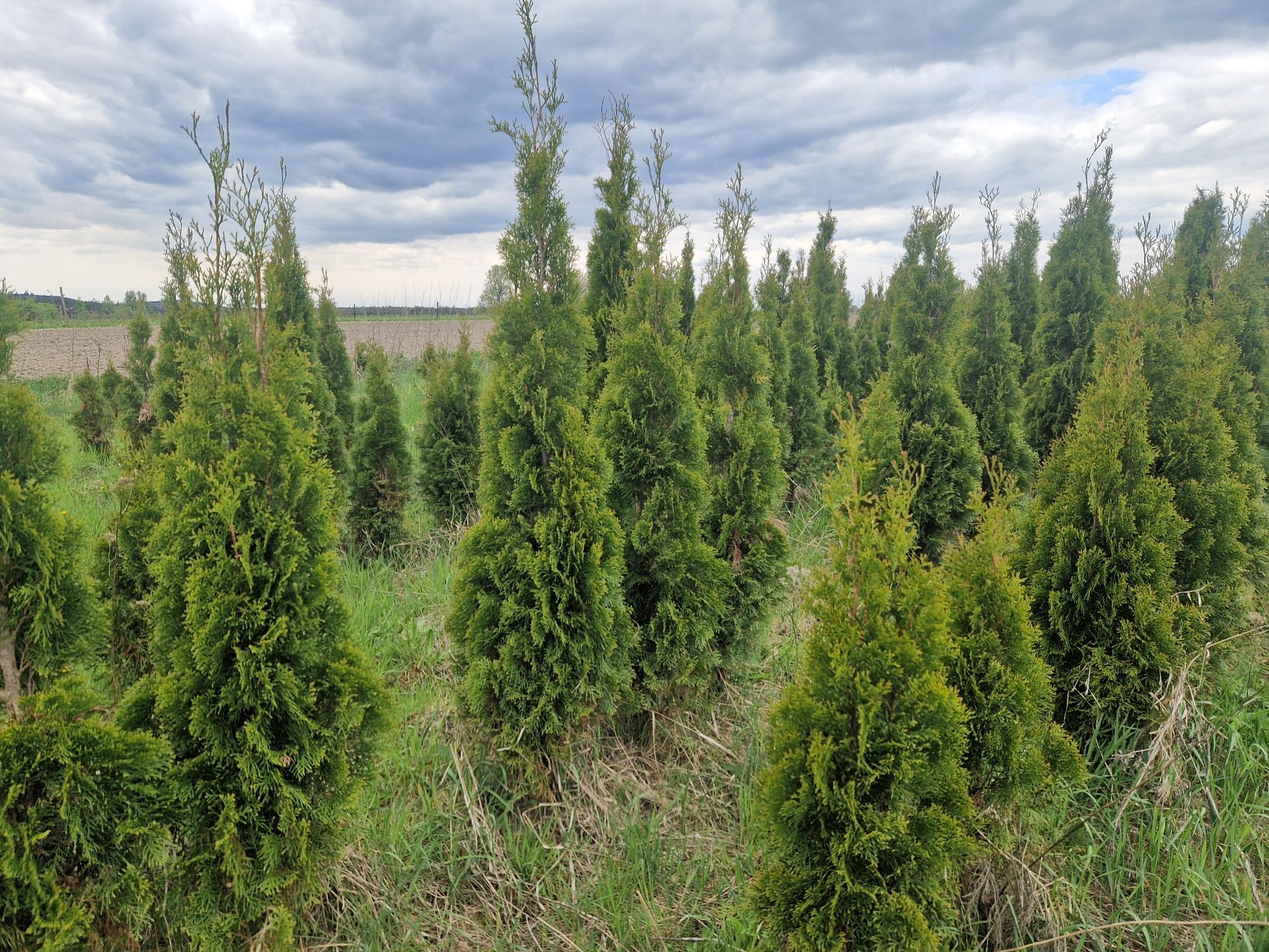 Thuja szmaragd 150 - 200