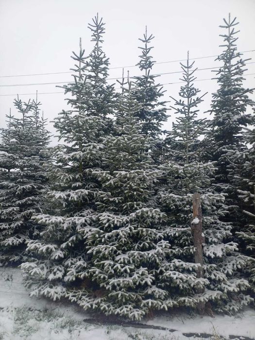 Gałęzie choinki, Jodła Kaukaska