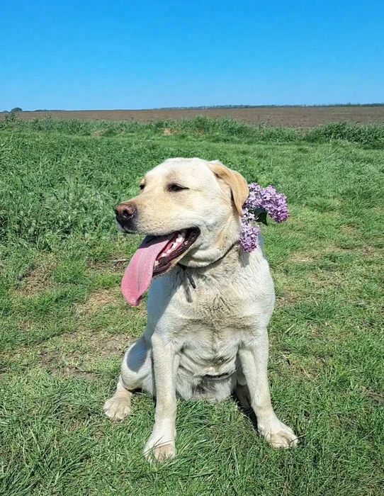 лабрадор - ретривер