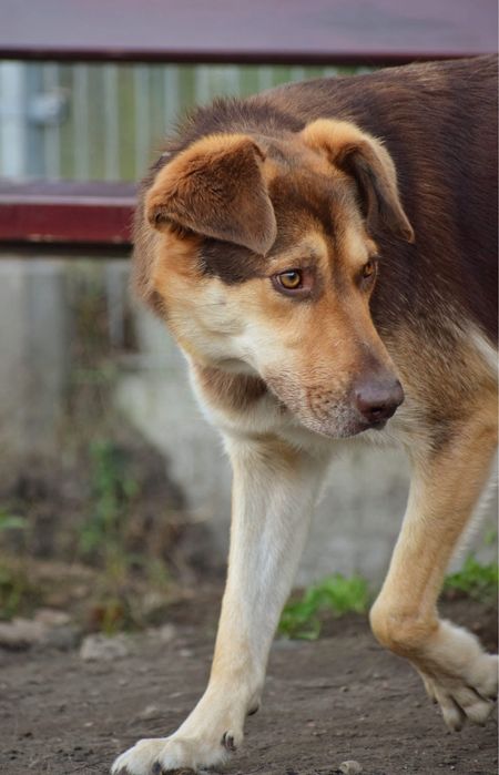 Karat - piękny samiec pilnie wypatruje domu!