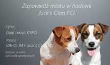 Szczenię Jack Russell Terrier gładkowłosy ZKwP (FCI)
