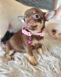 Chihuahua  czekoladowy chlopczyk
