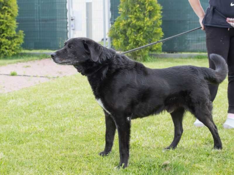 Liber - w typie Labrador; przyjazny, wesoły i spokojny