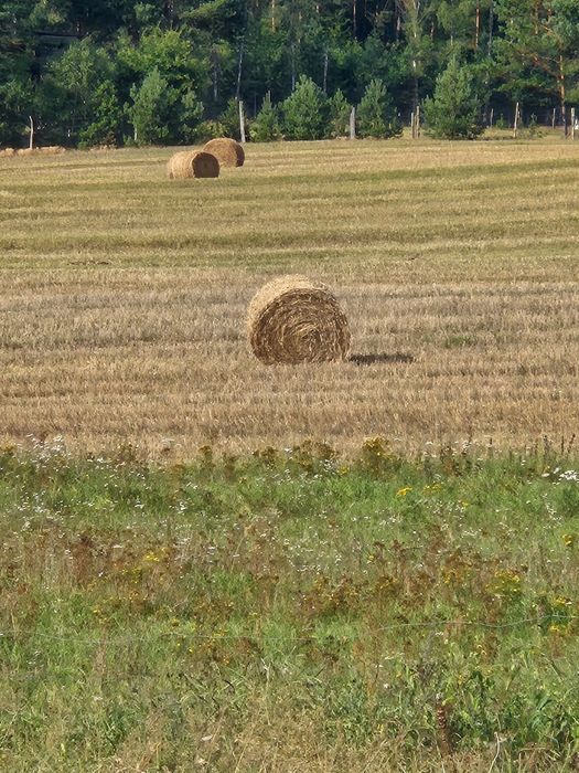 Sprzedam słome w belach