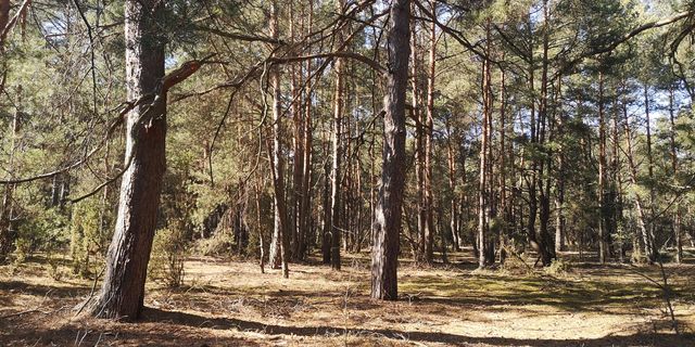 Las działka leśna drzewo