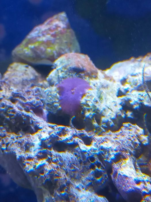 Koralowiec Discosoma morskie