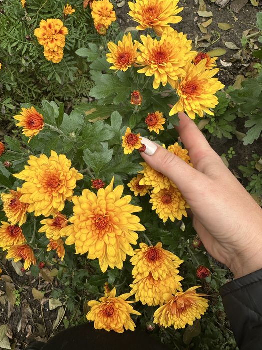 Хризантема  мультифлора