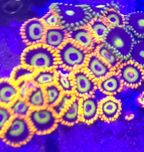 Fruit Loops Zoanthus Zoa Korale Miekkie Rozne 10  FLUOLAMPS.PL WYSYŁKI