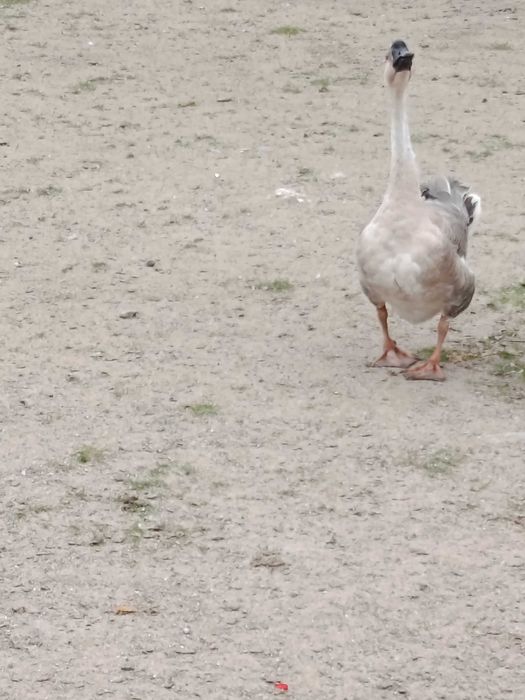 Gęsi kubańskie /garbanosa