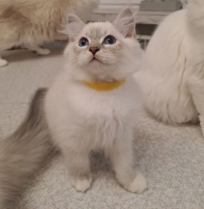 Uroczy kocurek Neva Masquerade