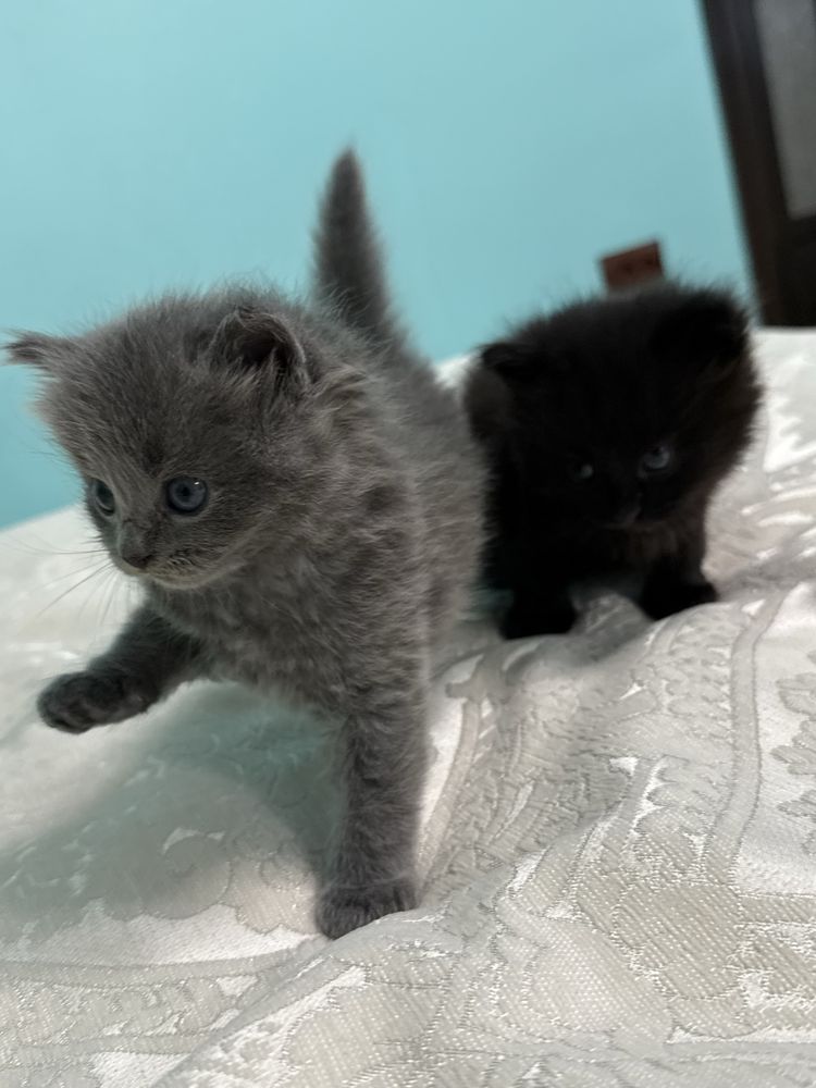 котики шукають люблячі родини