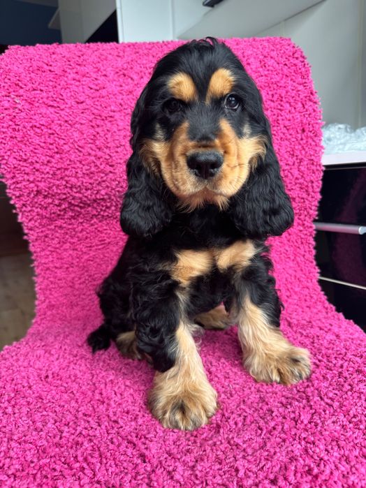 Cocker Spaniel Angielski
