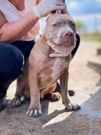 American Pitbull Terrier XL - samiec