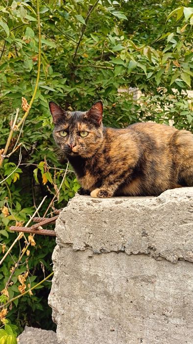 Черкаси і міста поруч! Молода кішечка шукає дім