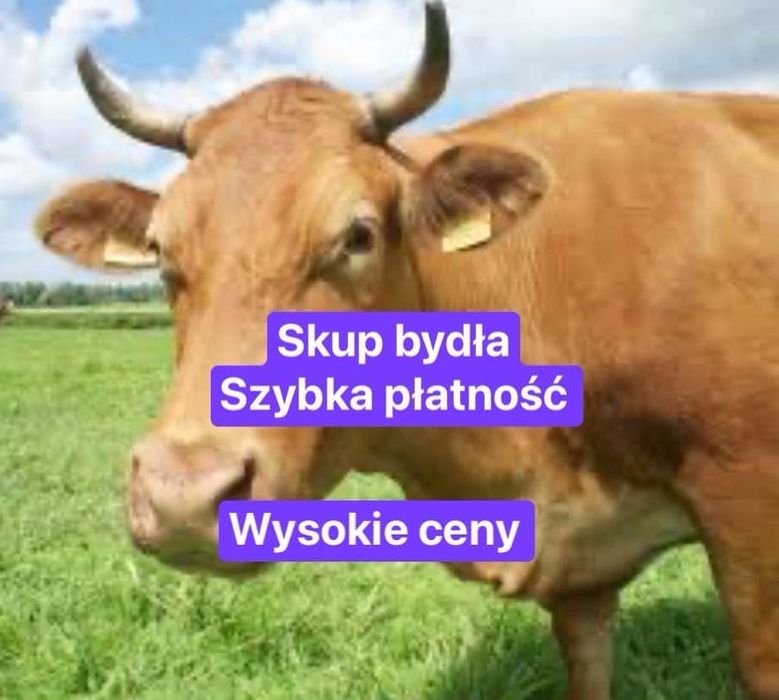 Byki krowy jalowki
