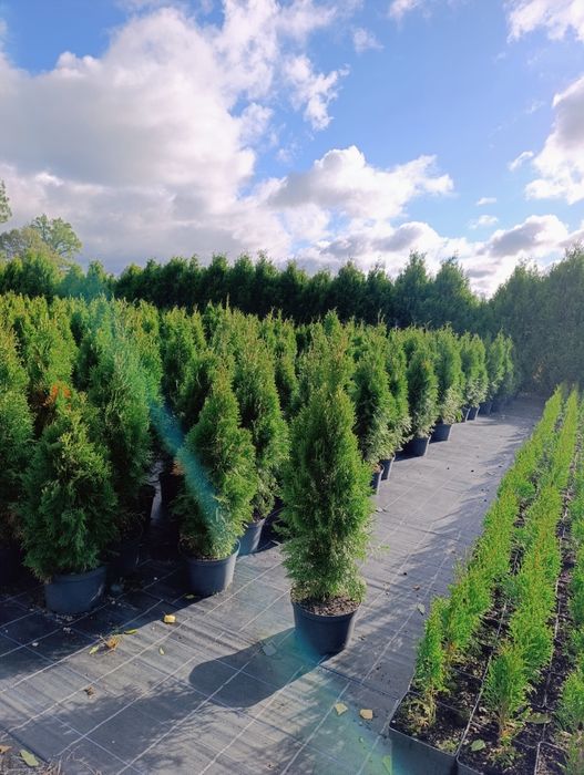 Tuja Thuja szmaragd 80-90cm Transport do klienta