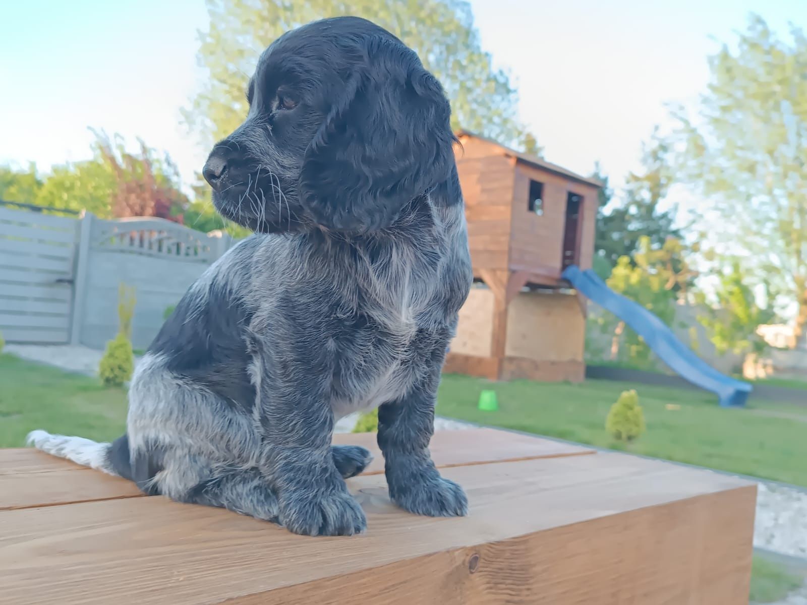 Cocker Spaniel Angielski Dziewczynka