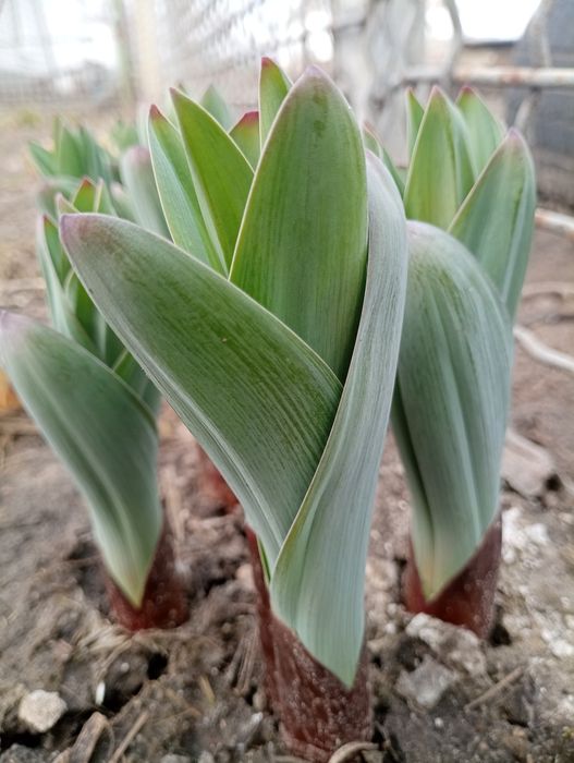 Цибуля Суворова/Allium suworowii