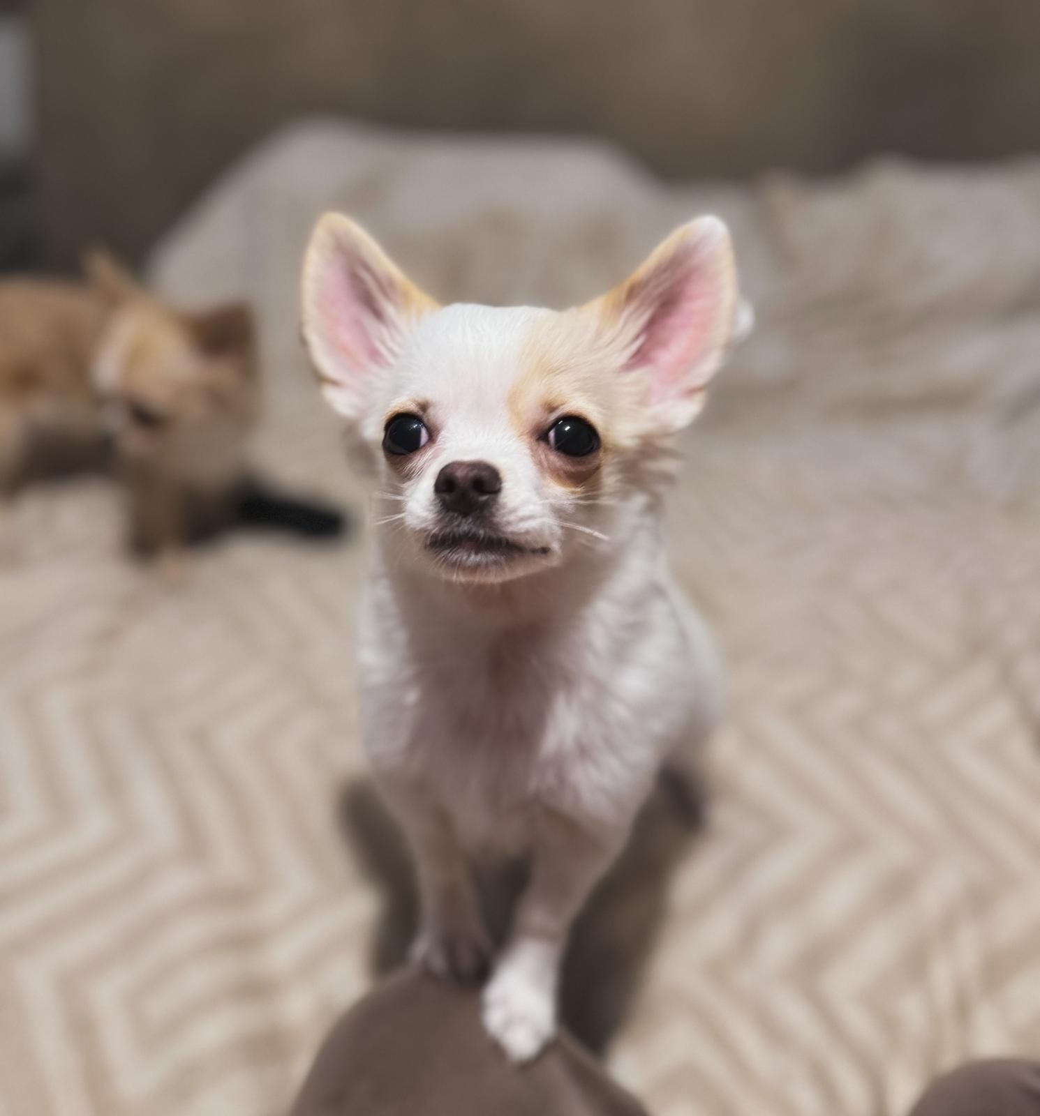 Chihuahua długowłosa piesek ZKwP / Fci