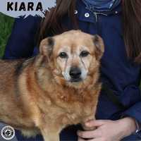 KIARA - cudowna seniorka szuka domu