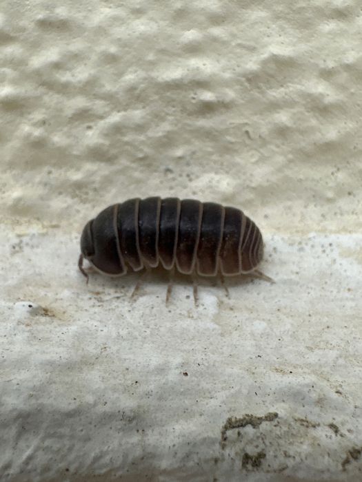 Isopods - Ótimo snack para reptéis e aves