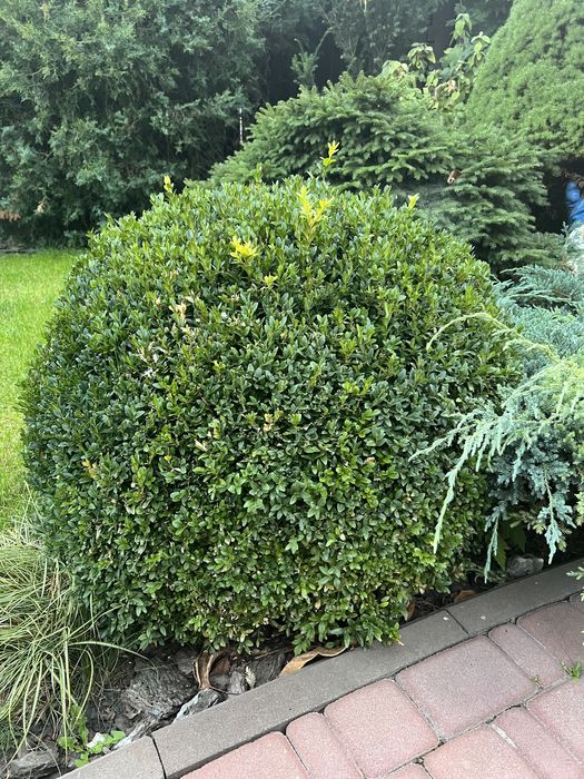 Самшит круглий