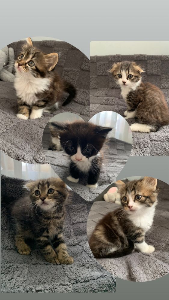 Кошенята , котики