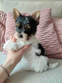 Yorkshire terrier biewer