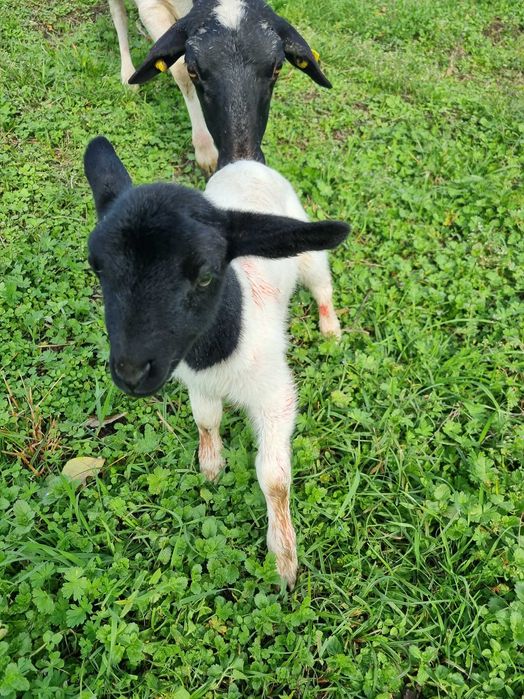 Owieczki dorper 100%