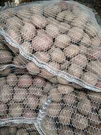 Sprzedam ziemniaki 30-50 mm