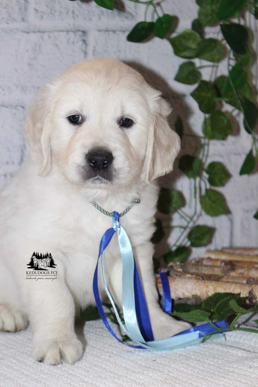 Golden retriever piesek-chłopiec ZKwP FCI