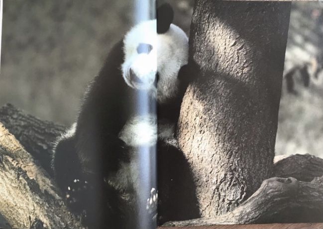 Animais das montanhas