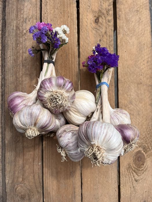 Czosnek z własnej uprawy