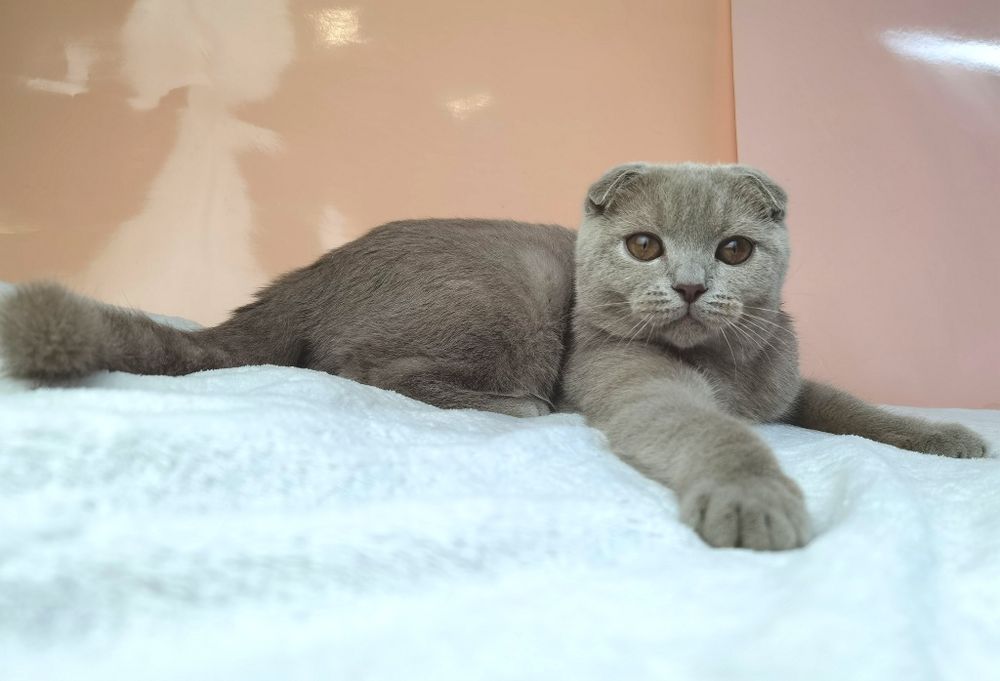 Вислоухая лиловая клубная кошечка