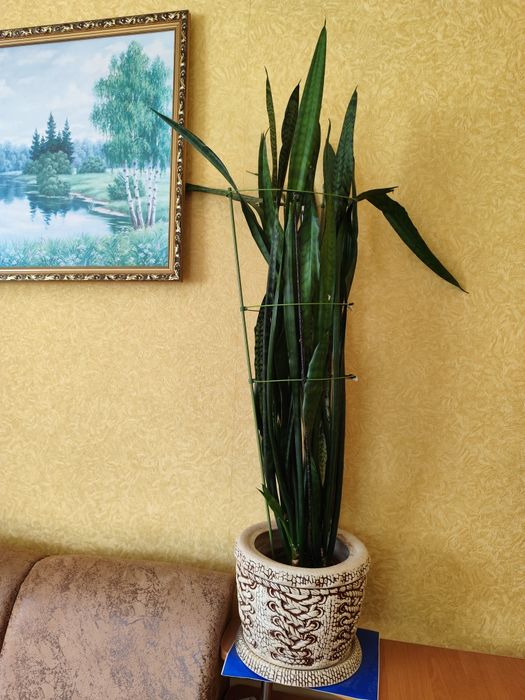 Сансев'єрія кімнатна