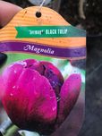 MAGNOLIA Gennie Cena 85 zł