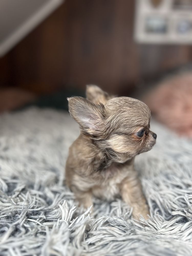 Chihuahua długowłosa chłopiec FCI
