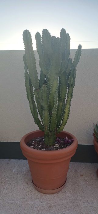 Cacto euphorbia com 1 metro altura e 40cm largura